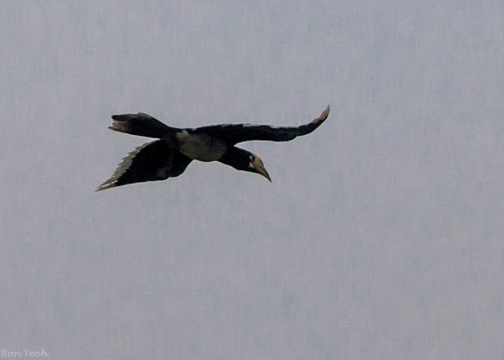 Whilst waiting for our canoe, three pied hornbills flew overhead...