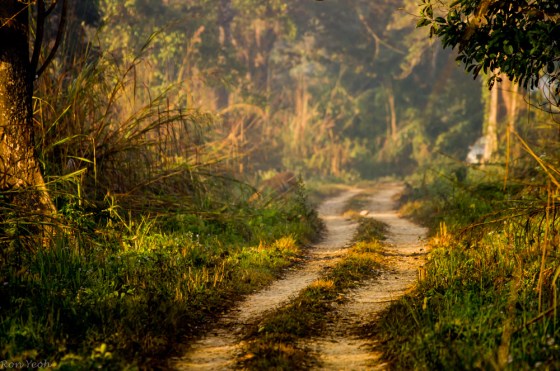 And it was getting a bit boring when our guide yelled out Tiger, Tiger...pointing way down the track our jeep was going...I looked and looked but  couldn't see it...so I just pointed my camera down the rode and snapped off a couple of shots...to my surprise when I looked at my pictures later...there was a glimpse of the tiger stripes just on the left of the track as it curved to the left in the far distance.... does a bluury image seen on camera count as a sighting??  