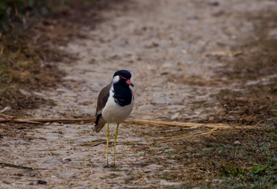 the birding started off tamely enough with this red wattled lapwing on the track