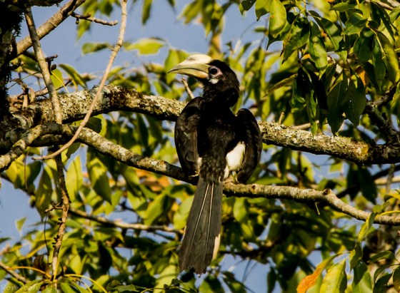 pied oriental hornbill