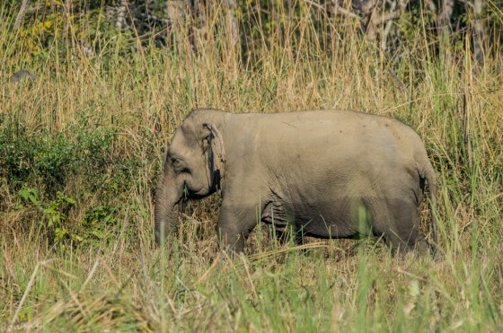 an elephant sighting brightened up the morning