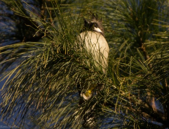 A Himalayan bulbul..the first bird I saw