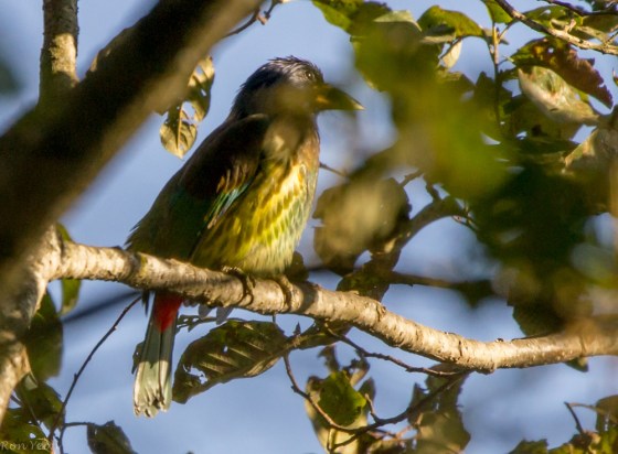 a Great Barbet again, as in phulchowki