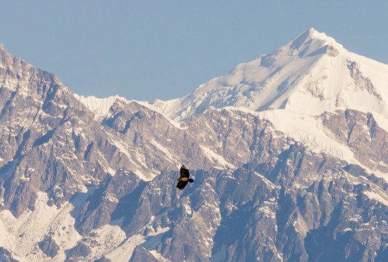 a Steppe Eagle was soaring, with the beautiful Himalayan range in the background