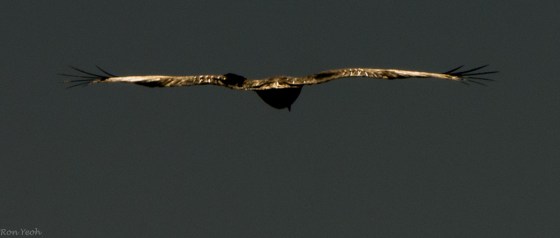 before he flew away with the sun light on his wings