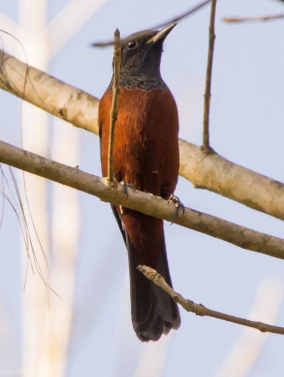 And just before departing this wonderful place, this blue capped rock thrush appeared to bid us farewell