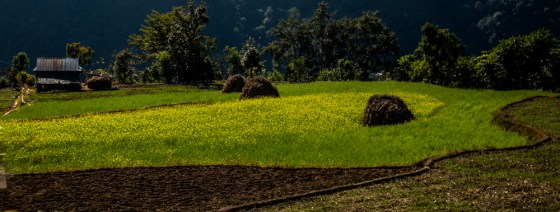 pretty fields of mustard