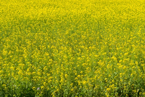 yellow mustard fields