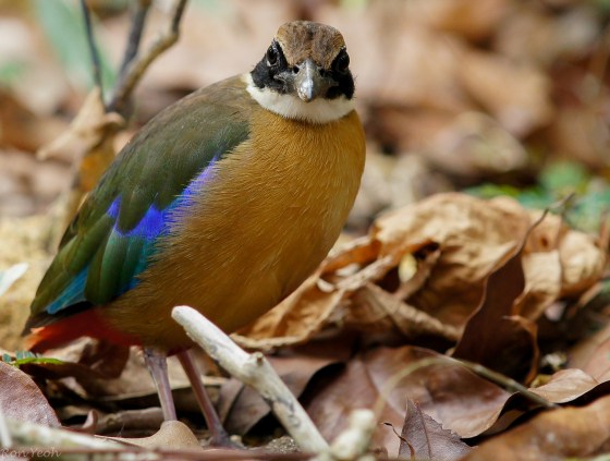 Here the heavier beaked mangrove pitta with less prominent buff lateral coronal stripe above eye