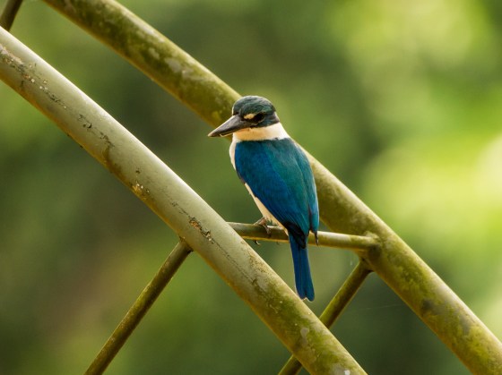 a beautifully perched collared kingfisher