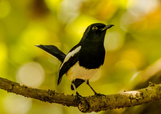 oriental magpie robin