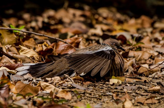 It turned out to be a spotted dove spreading its wings over the leaf covered ground..wonder if there were eggs there...
