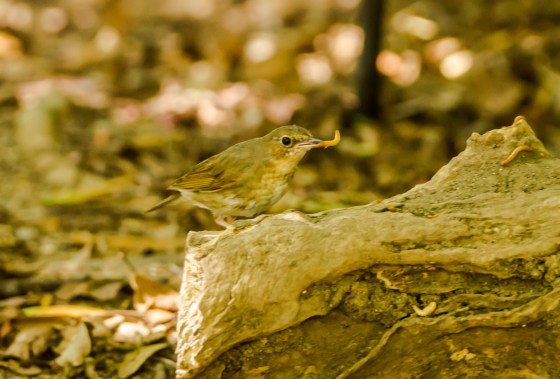 try as I might, I just couldn't see any hint of blue on the rump