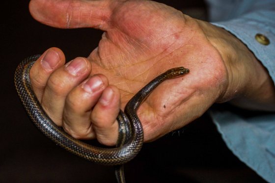 That first fellow was tiny as you can see in this photo...