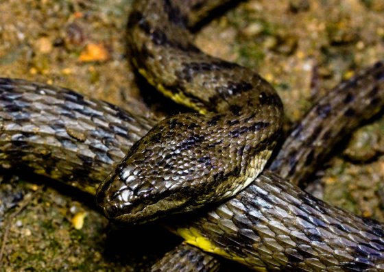 But it's face really doesn't look like a dog!