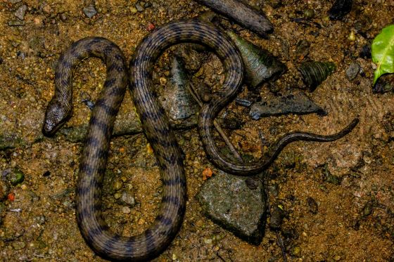 The most common snake in the area is the dog faced watersnake