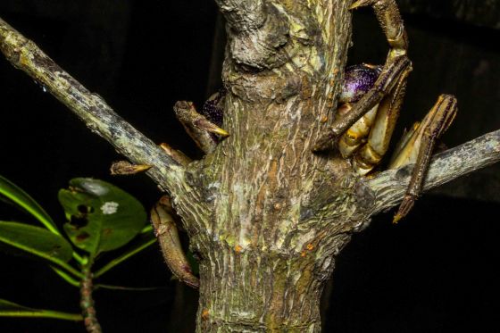 and just next to the tailor bird, I saw some legs wrapped around another tree trunk...