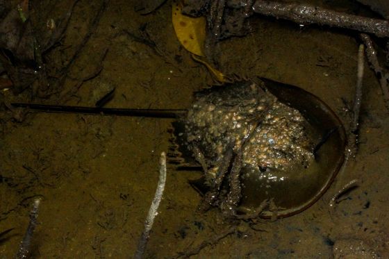 and there was a very active horsehoe crab moving around just next to the tailor bird and crab