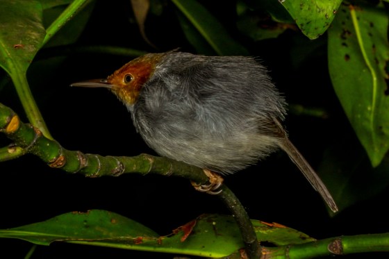 I had expected him to wake up and fly off when I started shooting him with my macro camera up close...but he just opened his eyes....