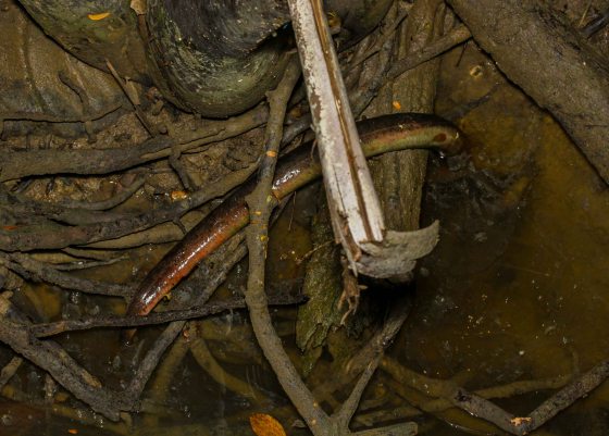 and then a sad sight...this poor eel had been stranded as the tide went out much earlier and had perished