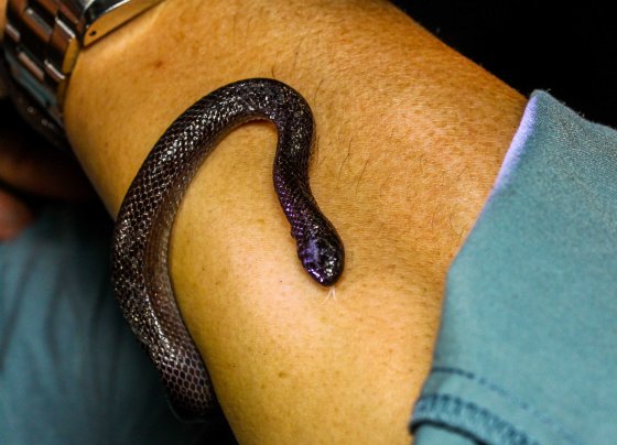 He was a friendly fellow...note the white forked tongue