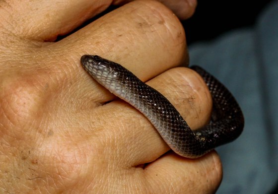 And then J found this tiny little snake...the crab eating water snake, the second of 4 species of water snake found in Pasir Ris Park.