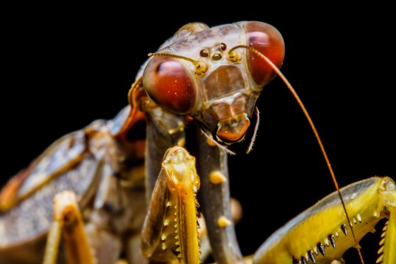 Close up, we can see that the right antenna is broken and we can also see where the Alien movies got their inspiration from!