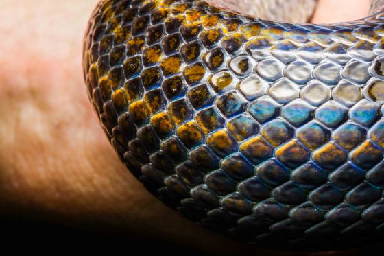 The bronzish stripes took on a more yellowish orange hue at certain angles