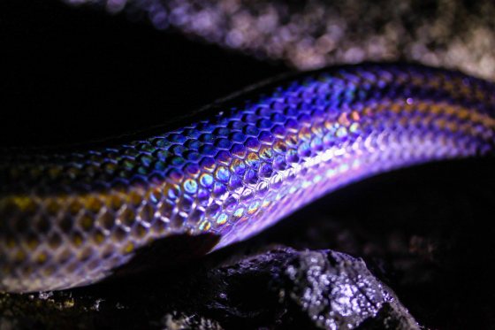 turning off the flash revealed the glorious rainbow colours!