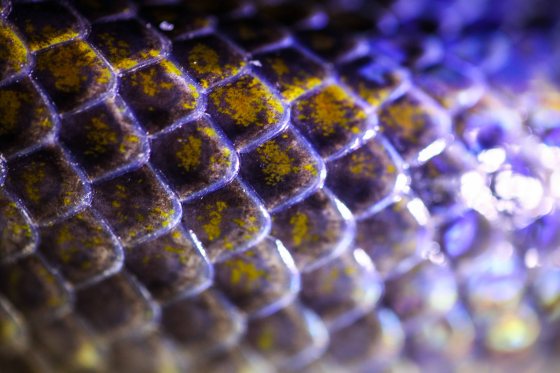 close up of yellow scales