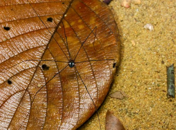 and this spider appeared on the forest floor