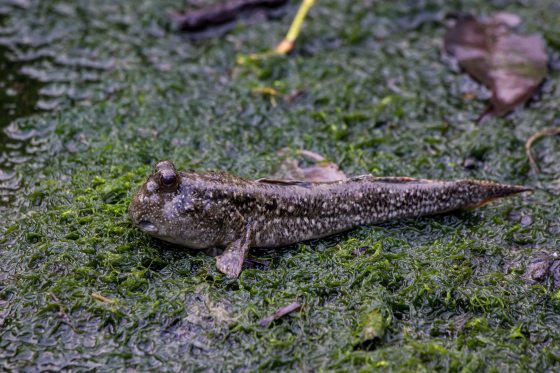 blue spotted mud skipper