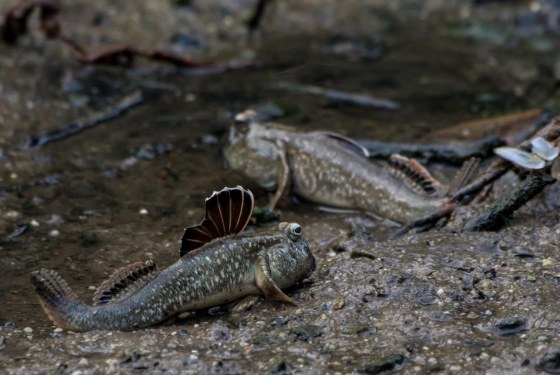 with raised dorsal fin