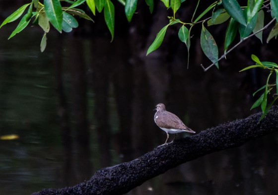 common sandpiper