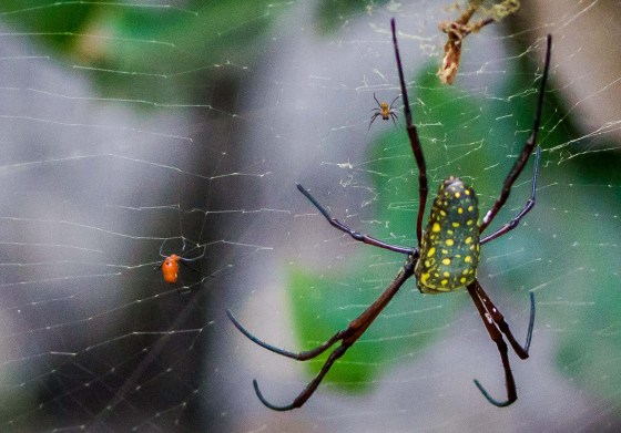 the tiny male spider on the left and ? baby spider above...