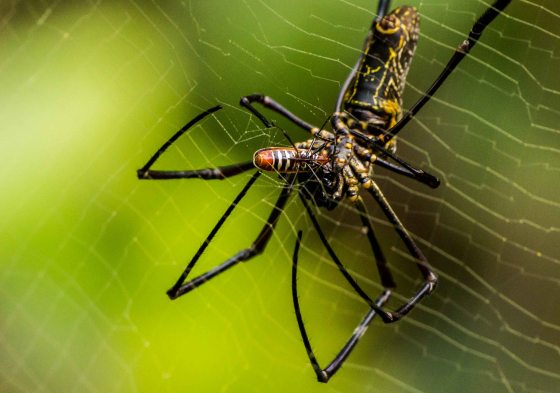 And this spider was starting to munch on this insect...