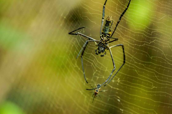 when the insect managed to wriggle free and run away!