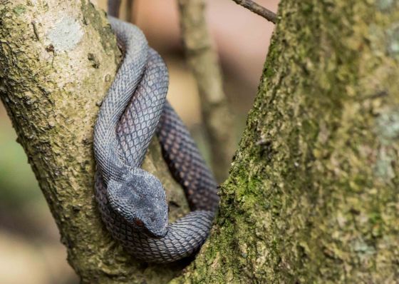 and just as we were about to leave, A did what I asked of her, find me a snake! SHe'd found the only snake we saw in Sri lanka, and here she did it again! This beautiful greyish mangrove pit viper was comfortable nestled in the V of a low tree just a few inches off the ground next to the gravel track...