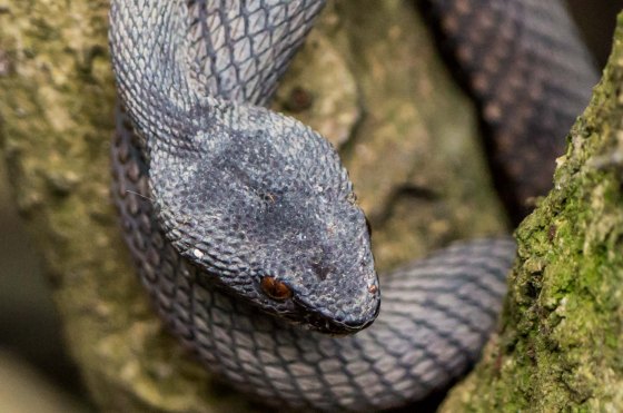 and then we found the viper again...