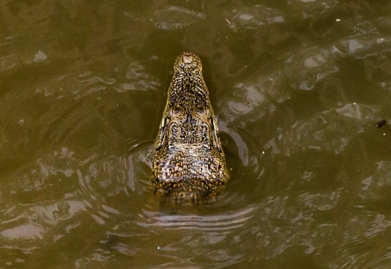 Estuarine crocodile