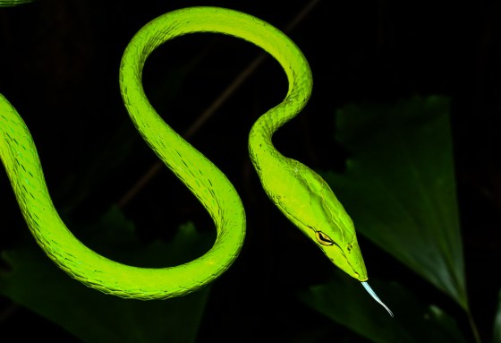 beautiful blue tongue