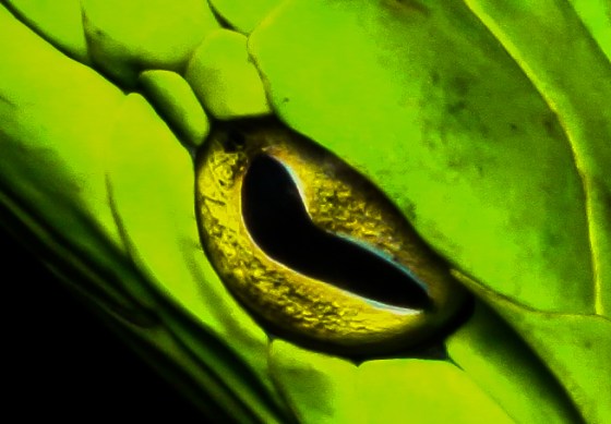 close up of bifid pupil