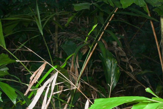 the Oriental Whip Snake...luminous green amongst the foliage