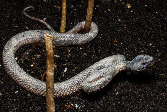 MPV in the Mangroves