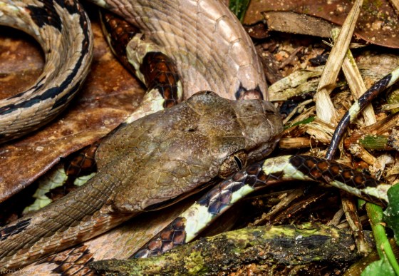 the head is distinct and almost pentagonal