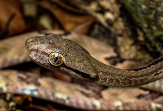 Horizontal black stripe behind eye is typical