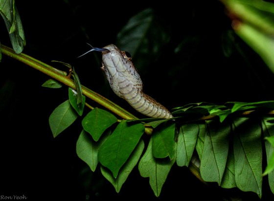 pausing and posing before departing