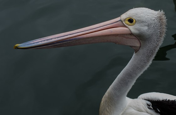 and came up real close ...