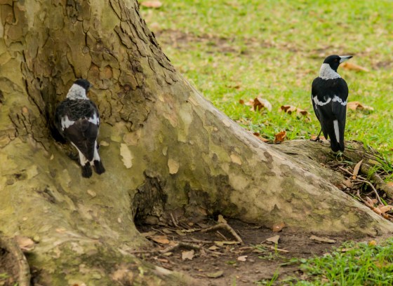 These rather smart crows welcomed me...