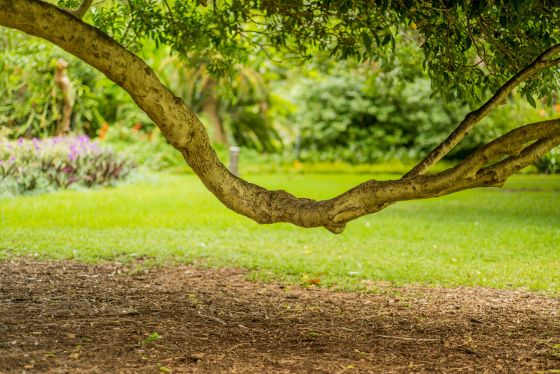 I had an hour to kill and the Sydney Botanic Gardens beckoned